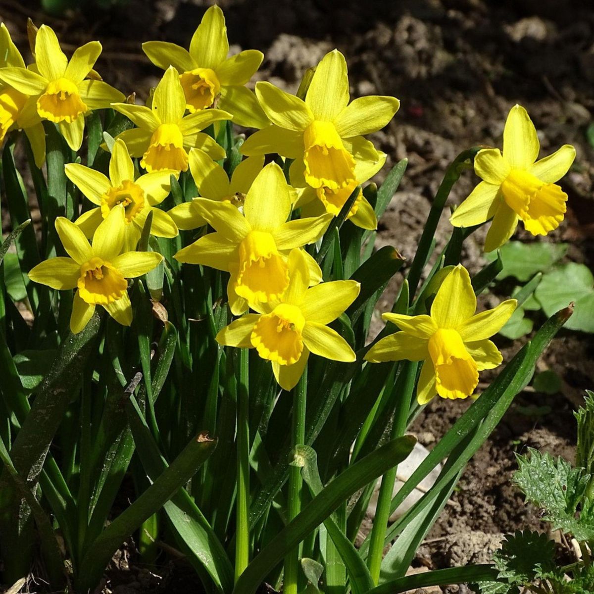 PLANT IN A BOX Narcisse - Set de 50 - Narcissus 'Tête-à-Tête' - Bulbes à fleurs - Jaune