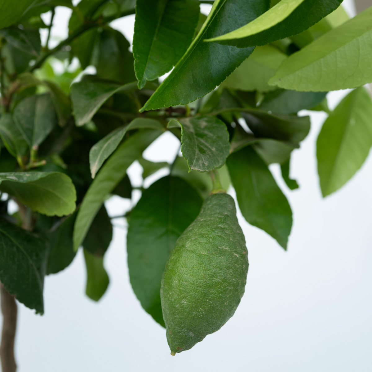 PLANT IN A BOX Citronnier - Set de 2 - Citrus limon - Hauteur 60-70cm - ⌀19cm