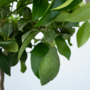Voir la diapositive 3 : PLANT IN A BOX Citronnier - Set de 2 - Citrus limon - Hauteur 60-70cm - ⌀19cm