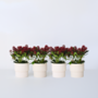 Voir la diapositive 6 : PLANT IN A BOX Arbuste à fleurs - Set de 4 - Skimmia japonica 'Rubella' - H35-45cm - ⌀15cm