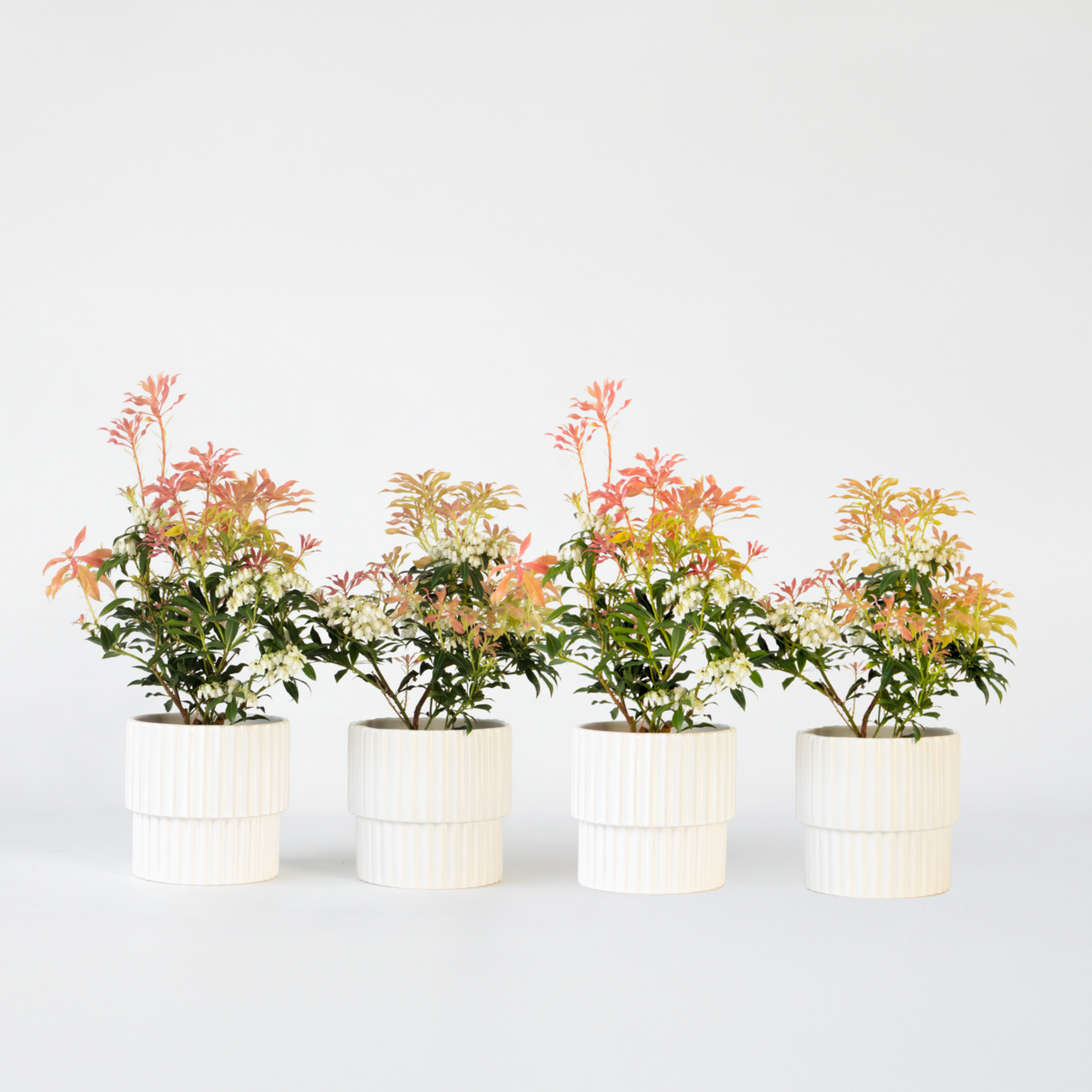 PLANT IN A BOX Andromède du Japon - Set de 4 - Pieris 'Forest Flame' - Hauteur 25-40cm - ⌀17cm