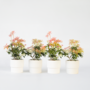 Voir la diapositive 6 : PLANT IN A BOX Andromède du Japon - Set de 4 - Pieris 'Forest Flame' - Hauteur 25-40cm - ⌀17cm