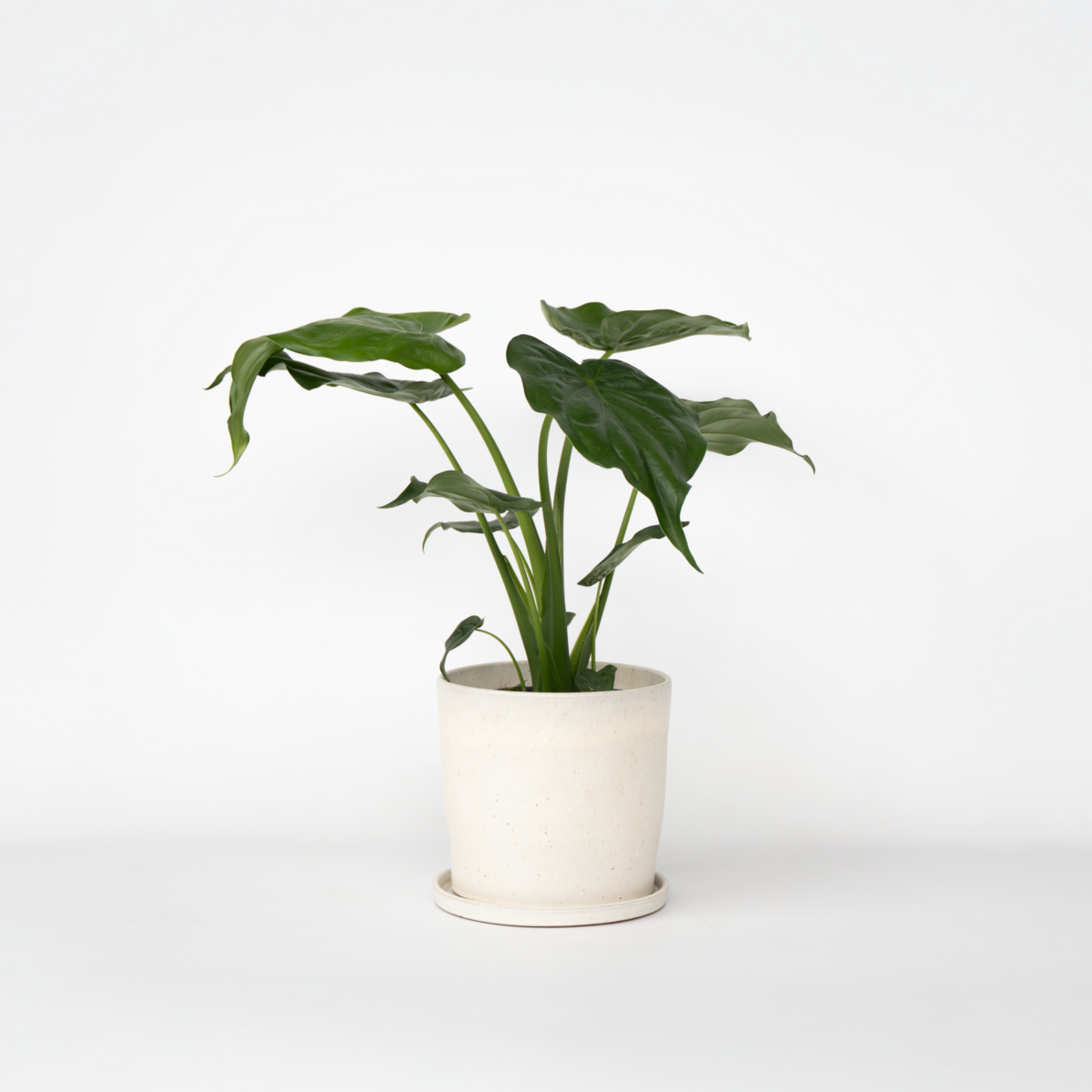 PLANT IN A BOX Plante éléphant - Alocasia 'Cucullata' - Hauteur 70-80cm - ⌀19cm