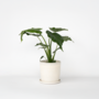 Voir la diapositive 6 : PLANT IN A BOX Plante éléphant - Alocasia 'Cucullata' - Hauteur 70-80cm - ⌀19cm
