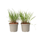 PLANT IN A BOX Herbe aux doigts - Lot de 2 - Panicum Virgatum 'Squaw' - H40-60cm - ⌀23cm