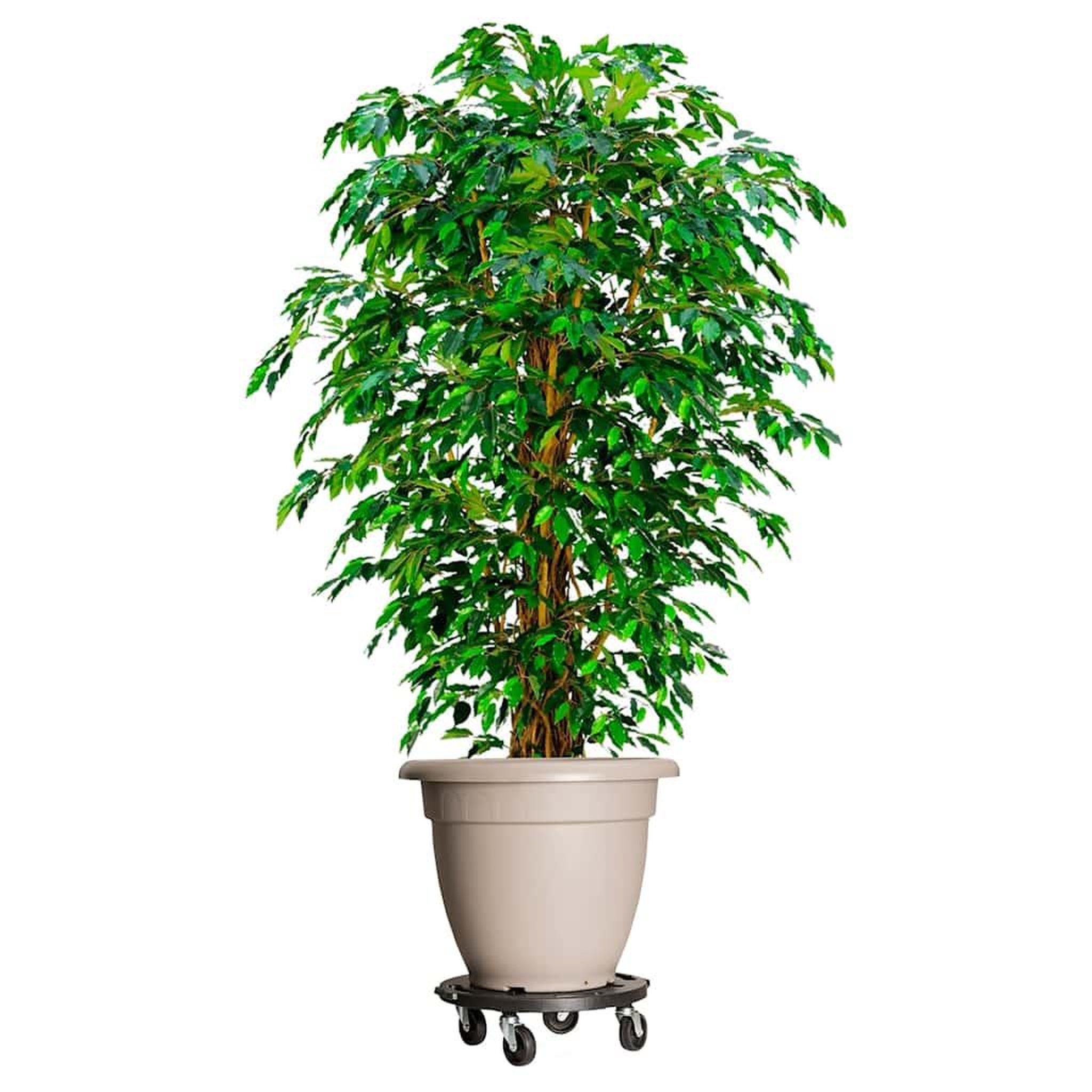 Voir la diapositive 2 : VIDAXL Chariots a plantes avec roues 3 pcs Diametre 40 cm Noir 275 kg