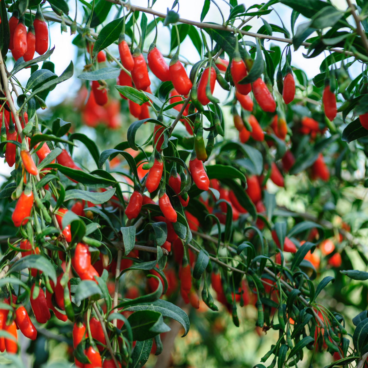 PLANT IN A BOX Baie de Goji - Set de 3 - Lycium barbarum - Hauteur 25-40cm - ⌀9cm