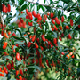 Voir la diapositive 4 : PLANT IN A BOX Baie de Goji - Set de 3 - Lycium barbarum - Hauteur 25-40cm - ⌀9cm