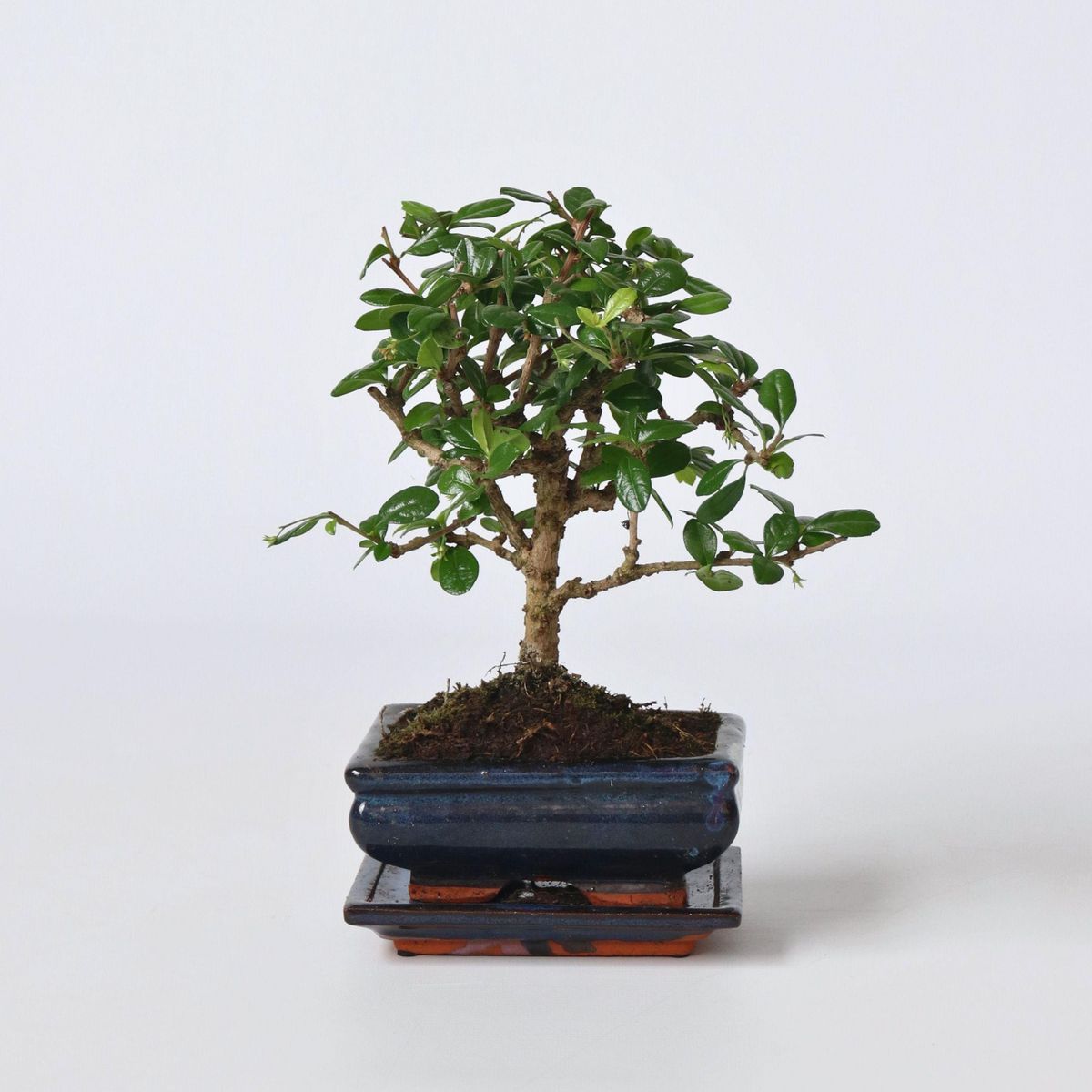 PLANT IN A BOX Bonsaï - Carmona microphylla - Hauteur 25-30cm - ⌀15cm