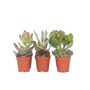 Voir la diapositive 1 : PLANT IN A BOX Mélange de petites succulentes - Set de 6 - Succulent Mix - H5-10cm - ⌀5,5cm