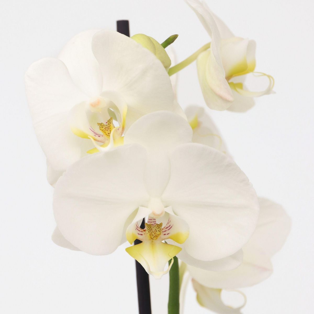 PLANT IN A BOX Orchidée papillon - Phalaenopsis - Hauteur 50-60cm - ⌀12cm