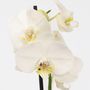 Voir la diapositive 3 : PLANT IN A BOX Orchidée papillon - Phalaenopsis - Hauteur 50-60cm - ⌀12cm