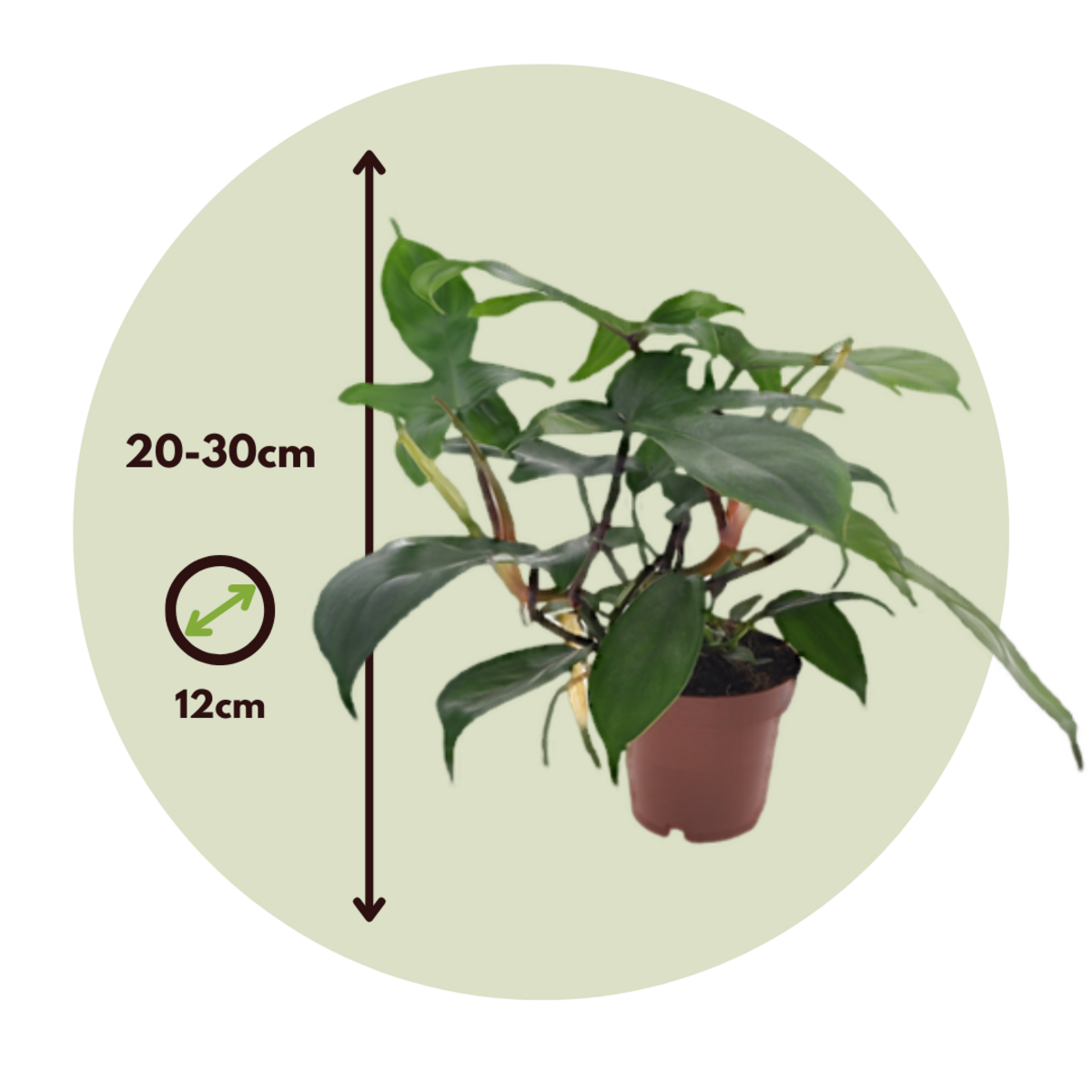 PLANT IN A BOX Plante verte - Set de 2 - Philodendron 'Florida Green' - Hauteur 20-30cm - ⌀12cm