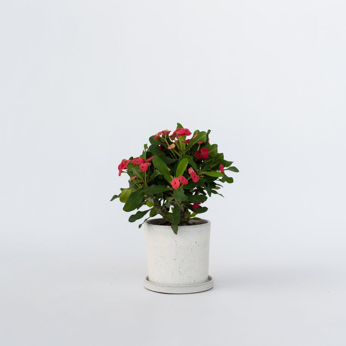 PLANT IN A BOX Euphorbe de Madagascar - Euphorbia 'Milii' - Hauteur 25-35cm - ⌀13cm