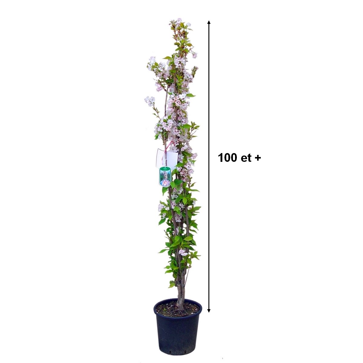 Cerisier à fleurs Fastigié