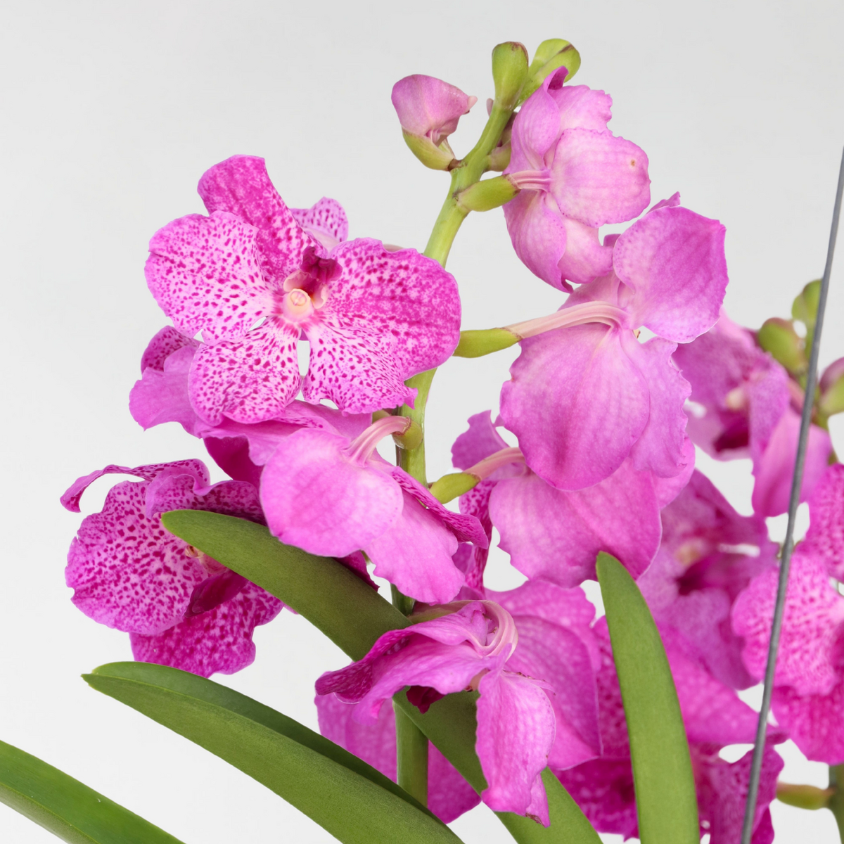 PLANT IN A BOX Orchidée - Vanda 'Pink' - Hauteur 45-55cm