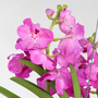 Voir la diapositive 3 : PLANT IN A BOX Orchidée - Vanda 'Pink' - Hauteur 45-55cm