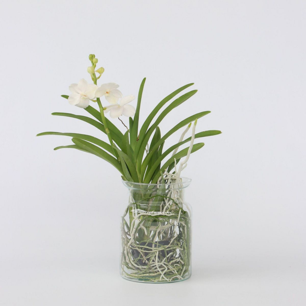 PLANT IN A BOX Orchidée - Vanda 'White' - Hauteur 40-50cm - ⌀14cm