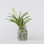 Voir la diapositive 5 : PLANT IN A BOX Orchidée - Vanda 'White' - Hauteur 40-50cm - ⌀14cm