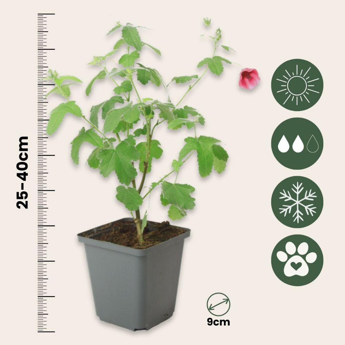 PLANT IN A BOX Mauve du Cap - Set de 6 - Anisodontea capensis 'El Rayo' - H25-40cm - ⌀9cm