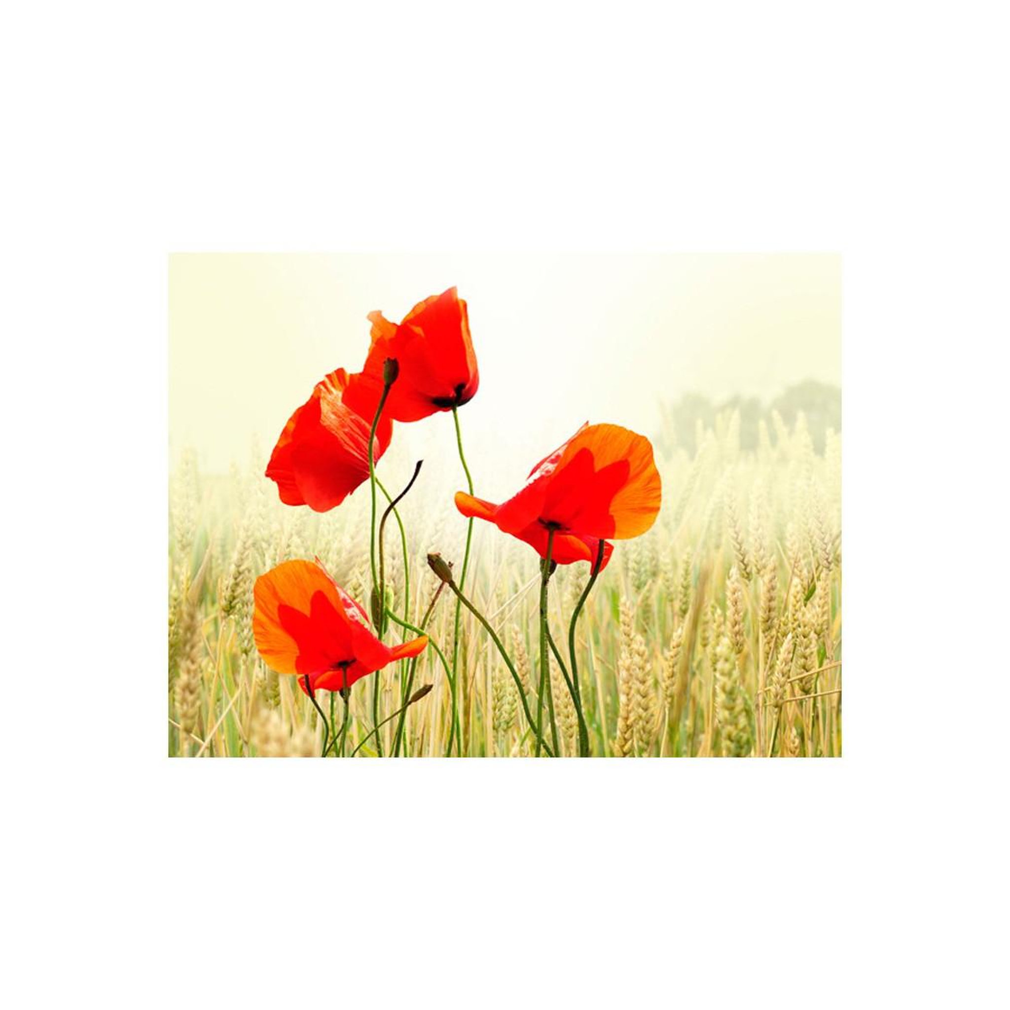 Voir la diapositive 2 : Paris Prix Papier peint  inspiré par la beauté du coquelicot