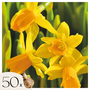 Voir la diapositive 1 : PLANT IN A BOX Narcisse - Set de 50 - Narcissus 'Tête-à-Tête' - Bulbes à fleurs - Jaune
