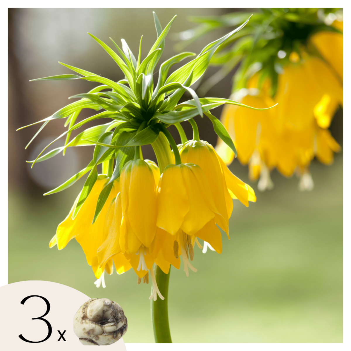 PLANT IN A BOX Fritillaire jaune - Set de 3 - Fritillaria 'lutea' - Bulbes à fleurs - Jaune