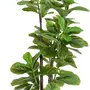 HOMCOM Ficus Lutea artificiels 1,80H m - lot de 2 ficus artificiels - 120 feuilles réalistes par pied - pot inclus noir vert