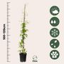 Voir la diapositive 2 : PLANT IN A BOX Clématite - Lot de 2 - Clematis 'The President' - Hauteur 100-120cm - ⌀17cm