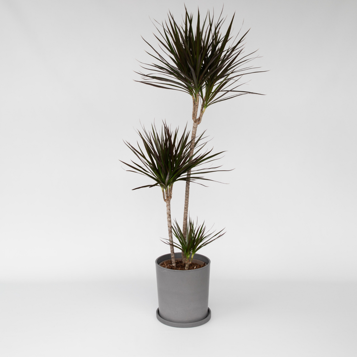 PLANT IN A BOX Dragonnier - Dracaena marginata - Hauteur 110-130cm - ⌀24cm