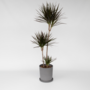 Voir la diapositive 5 : PLANT IN A BOX Dragonnier - Dracaena marginata - Hauteur 110-130cm - ⌀24cm