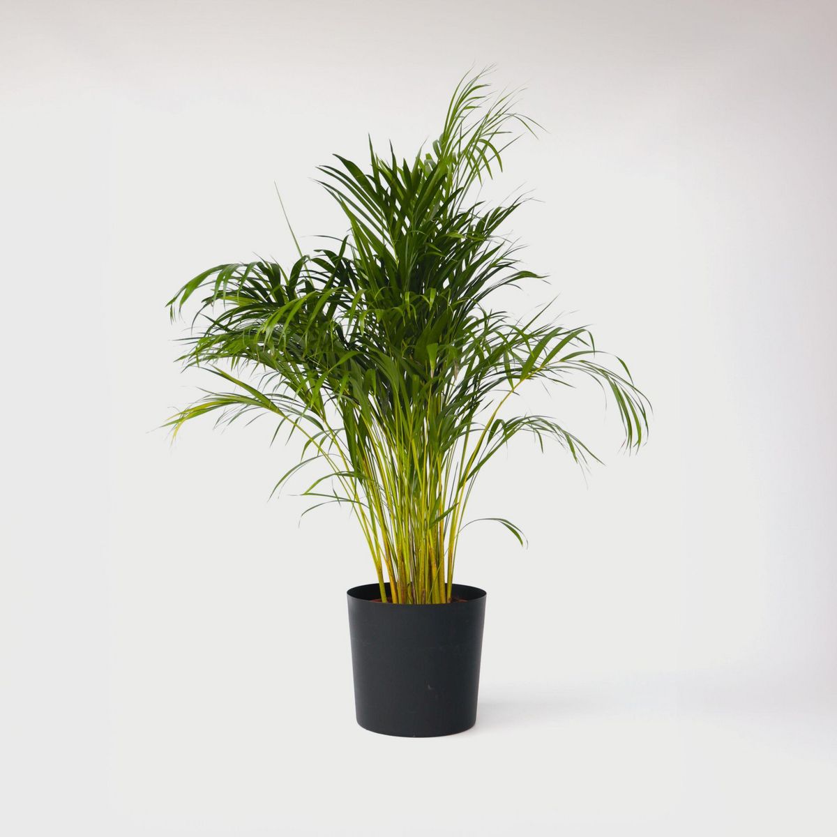 PLANT IN A BOX Palmier areca - Dypsis lutescens - Hauteur 140-150cm - ⌀27cm