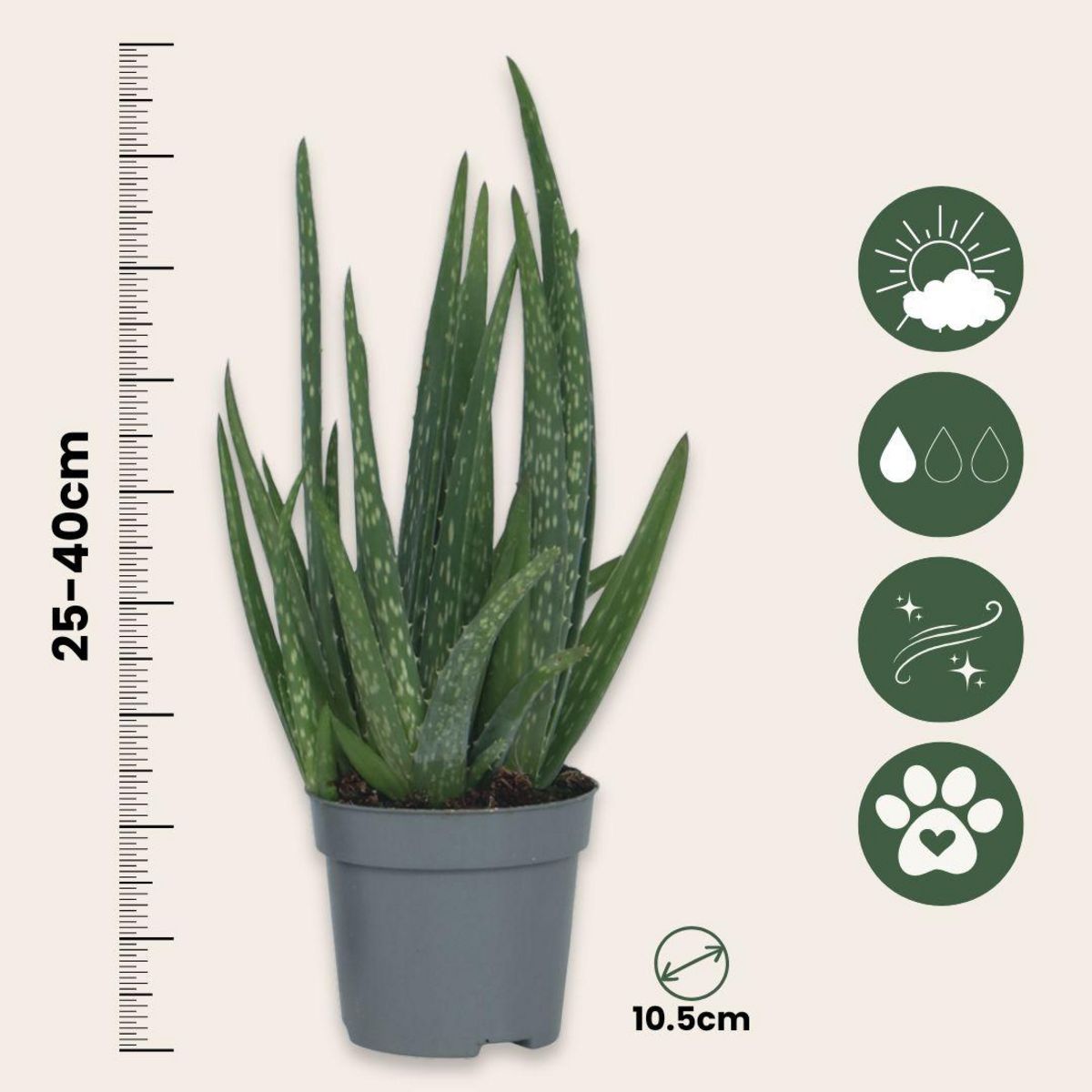 PLANT IN A BOX Aloe vera - Set de 4 - Aloe barbadensis - Hauteur 25-40cm - ⌀10,5cm