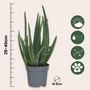 Voir la diapositive 2 : PLANT IN A BOX Aloe vera - Set de 4 - Aloe barbadensis - Hauteur 25-40cm - ⌀10,5cm