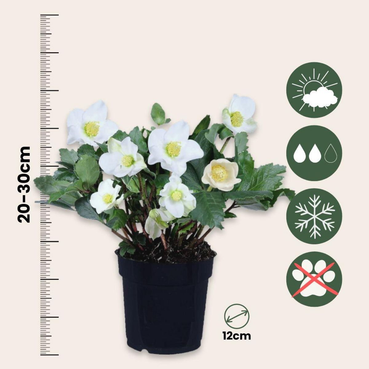 PLANT IN A BOX Rose de Noël - Set de 6 - Helleborus niger 'Mont Blanc' - H20-30cm - ⌀12cm