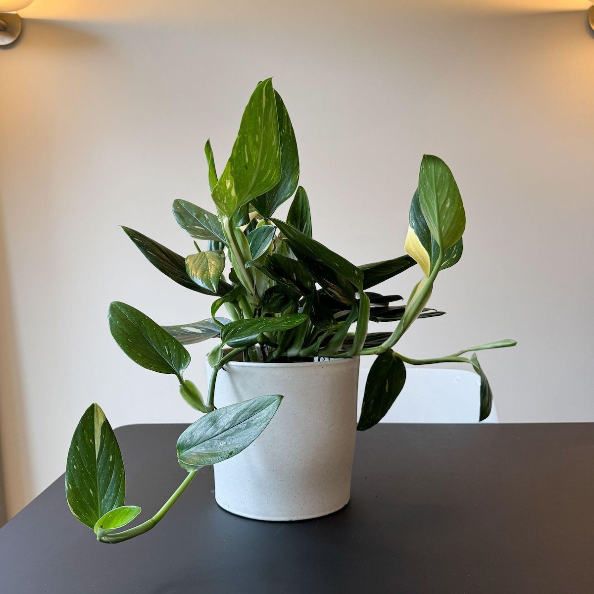PLANT IN A BOX Plante verte - Philodendron Cobra - Hauteur 55-65cm - ⌀19cm