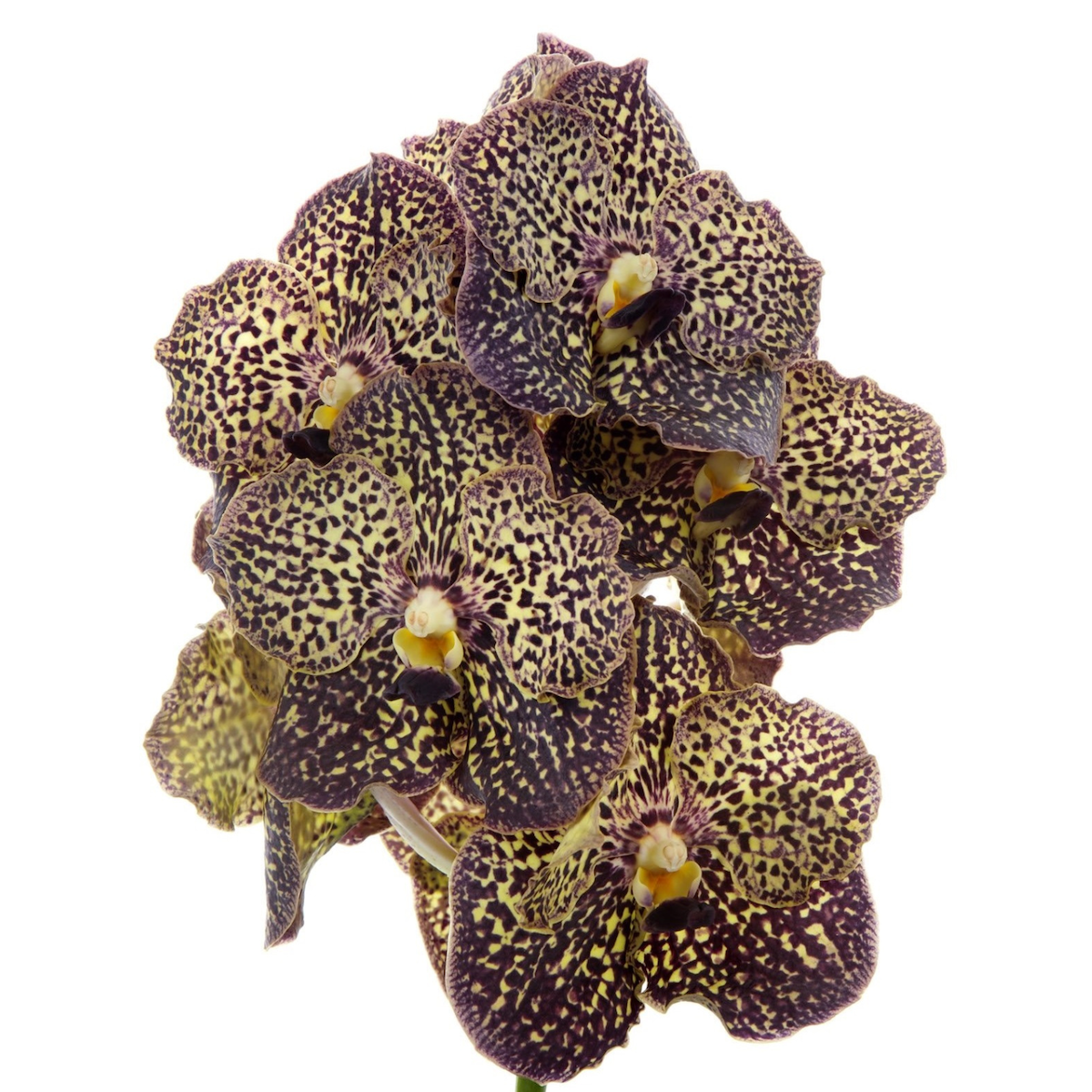 PLANT IN A BOX Orchidée - Vanda 'Ocelot Mocha' - Hauteur 55-65cm