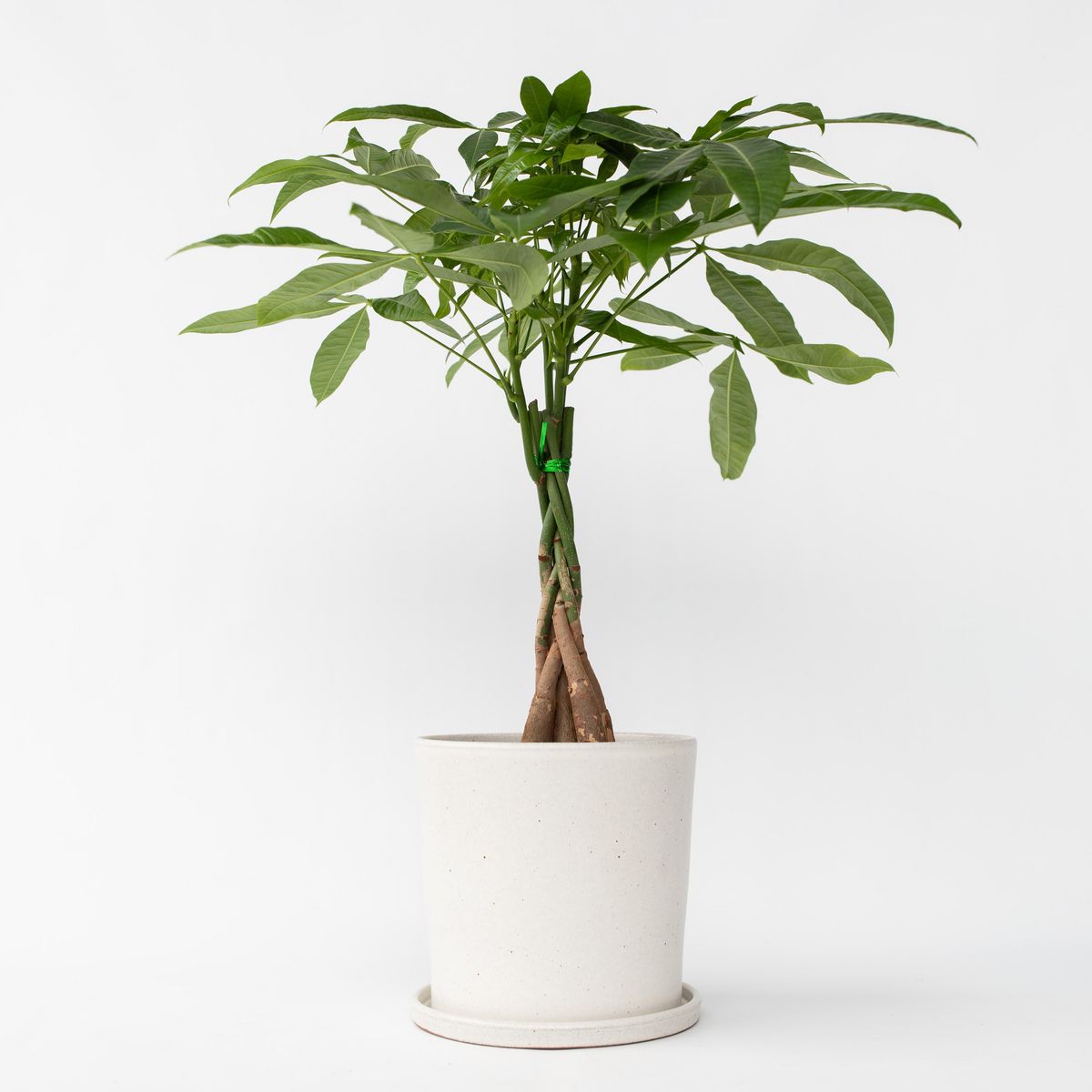 PLANT IN A BOX Arbre à argent - Pachira aquatica - Hauteur 60-70cm - ⌀17cm