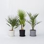 Voir la diapositive 4 : PLANT IN A BOX Mélange de palmiers d'extérieur - Set de 6 - Hauteur 50-70cm - ⌀15cm