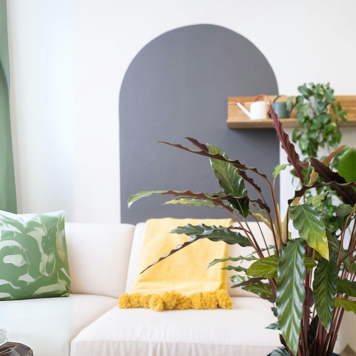 PLANT IN A BOX Calathée - Calathea 'Wavestar' - Hauteur 90cm - ⌀27cm