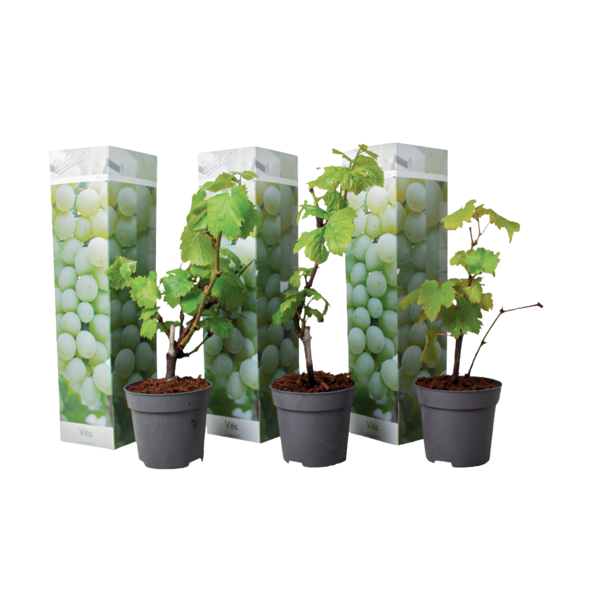 PLANT IN A BOX Vigne à raisin - Set de 3 - Vitis vinifera 'Chardonnay' - Hauteur 25-40cm - ⌀9cm