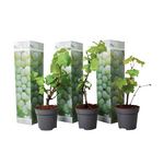 PLANT IN A BOX Vigne à raisin - Set de 3 - Vitis vinifera 'Chardonnay' - Hauteur 25-40cm - ⌀9cm
