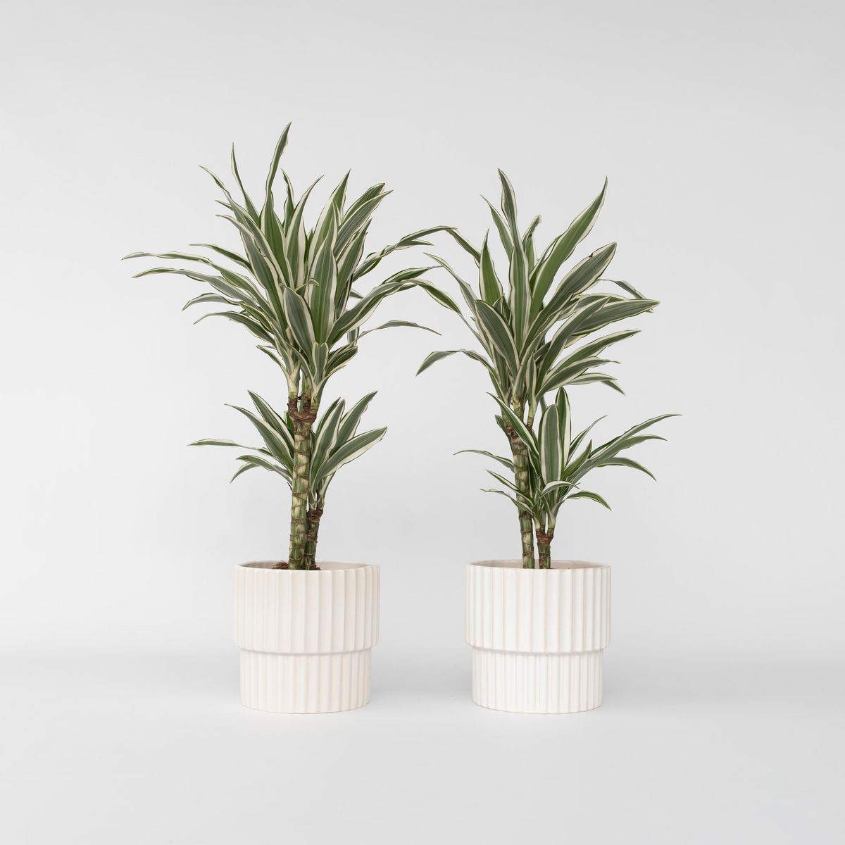 PLANT IN A BOX Dragonnier - Set de 2 - Dracaena deremensis 'White Stripe' - H60-70cm - ⌀17cm