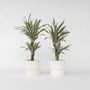 Voir la diapositive 5 : PLANT IN A BOX Dragonnier - Set de 2 - Dracaena deremensis 'White Stripe' - H60-70cm - ⌀17cm