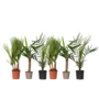 Voir la diapositive 1 : PLANT IN A BOX Mélange de Palmiers d'intérieur - Set de 6 - Indoor Palmmix - H50-70cm - ⌀14cm