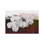 Voir la diapositive 2 : Paris Prix Papier Peint  Diary & Orchid