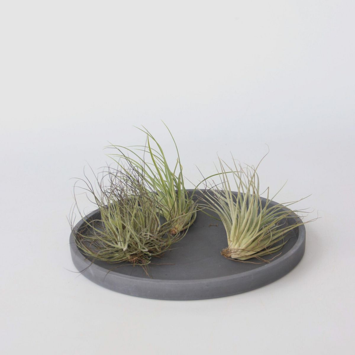 PLANT IN A BOX Plante aérienne - Set de 3 - Tillandsia - Hauteur 5-15cm - ⌀5cm