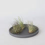 Voir la diapositive 6 : PLANT IN A BOX Plante aérienne - Set de 3 - Tillandsia - Hauteur 5-15cm - ⌀5cm
