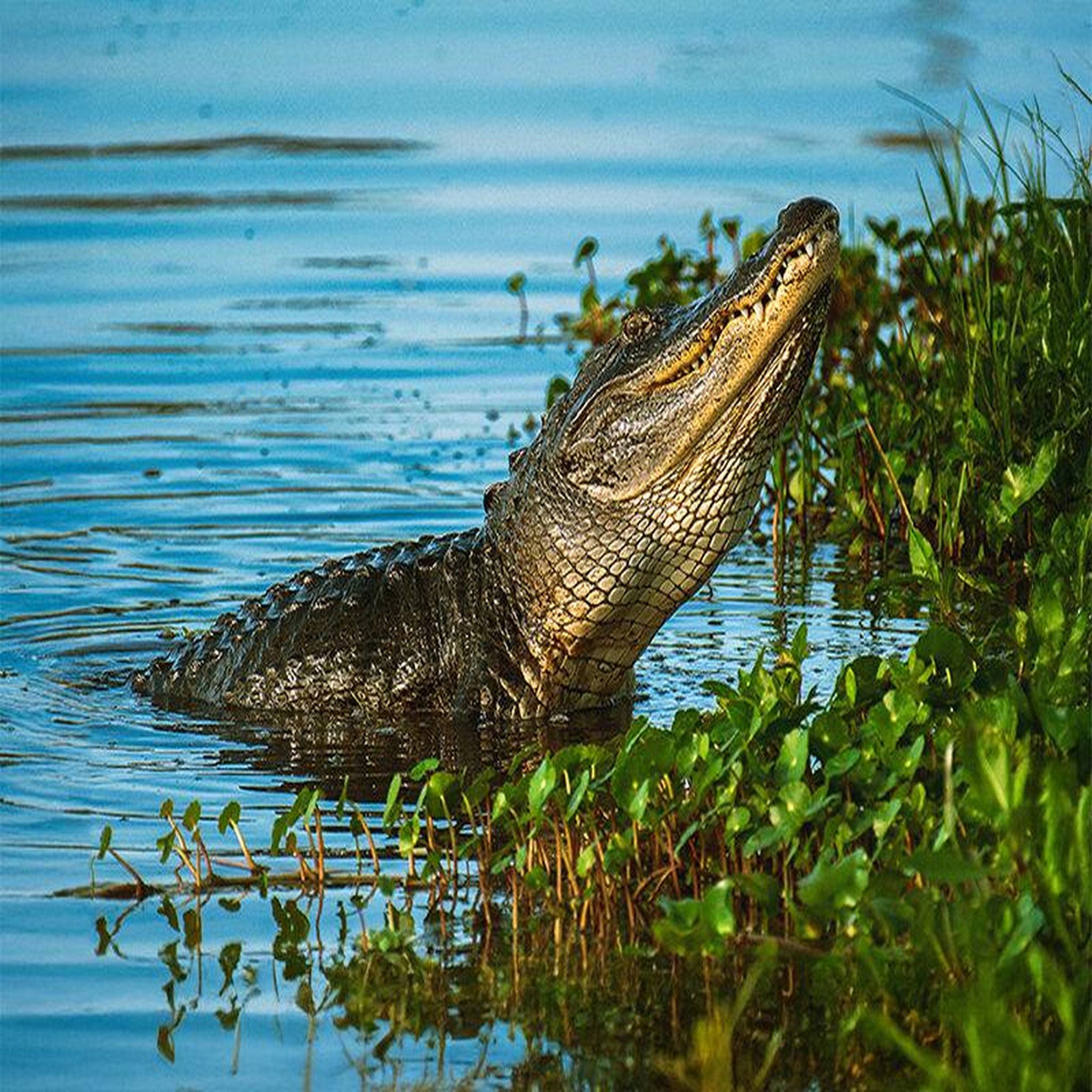Voir la diapositive 6 : Smartbox City trip en louisiane : 8 jours en hôtels 3* avec visites des lieux incontournables - coffret cadeau séjour