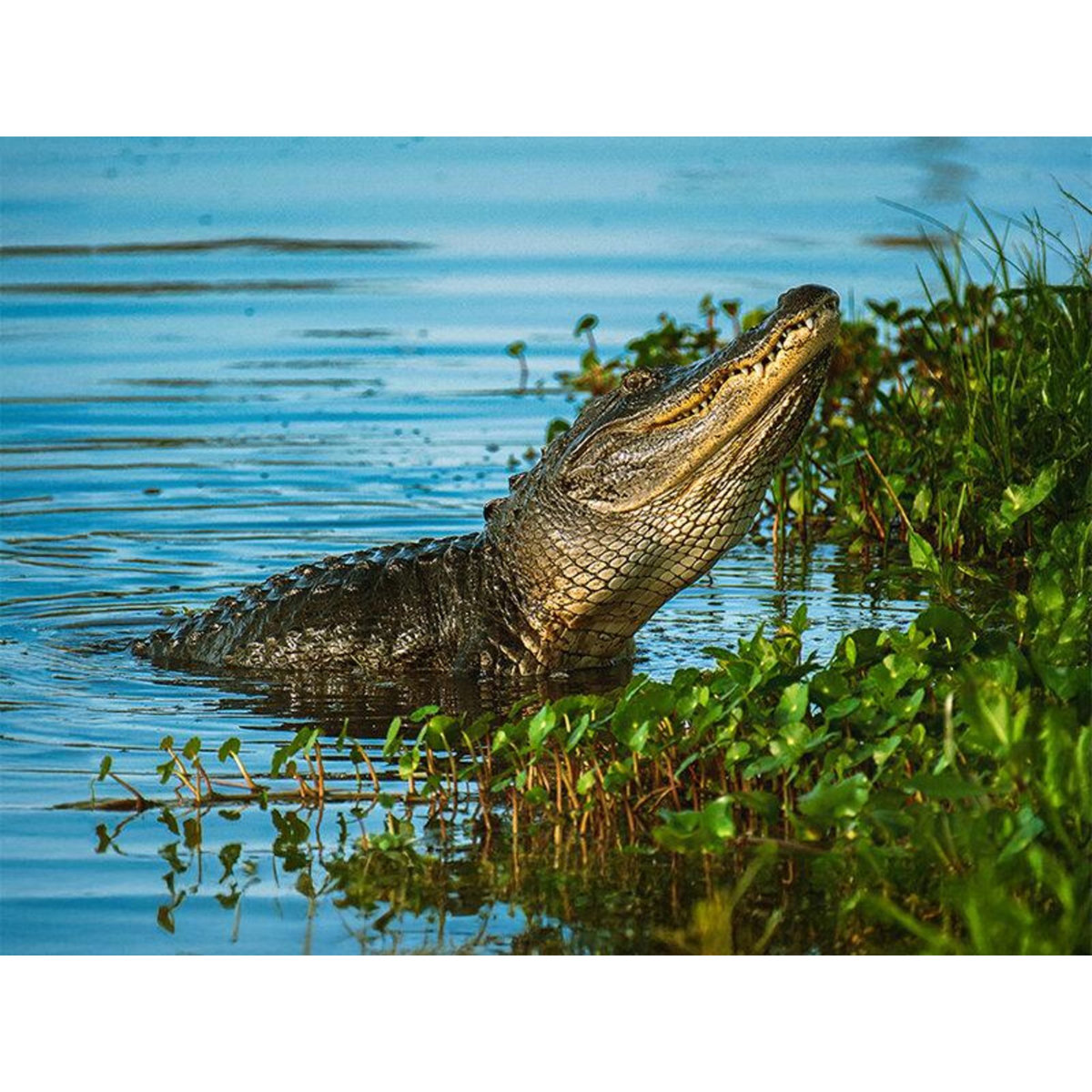 Smartbox City trip en Louisiane : 8 jours en hôtels 3* avec visites des lieux incontournables - Coffret Cadeau Séjour